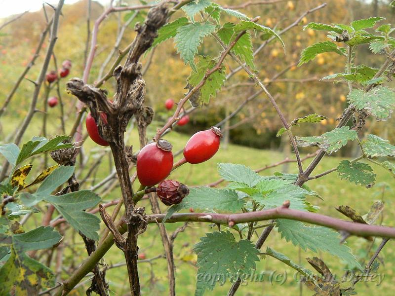 Hedgerow, Beaminster P1150648.JPG